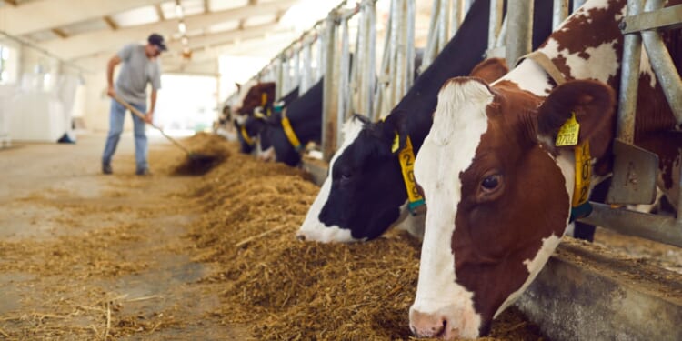 A farm worker feeds dairy cows in their stalls in a stock photo.