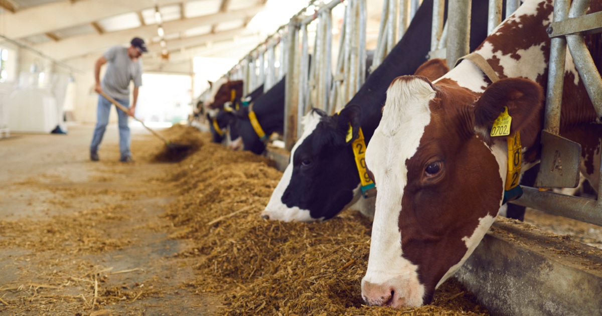 A farm worker feeds dairy cows in their stalls in a stock photo.