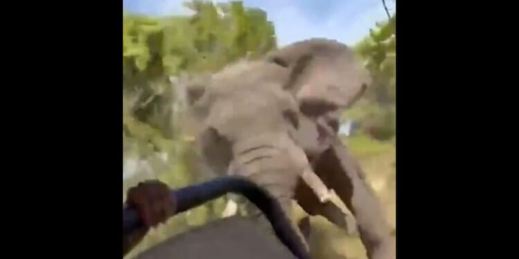 A bull elephant attacks a safari.