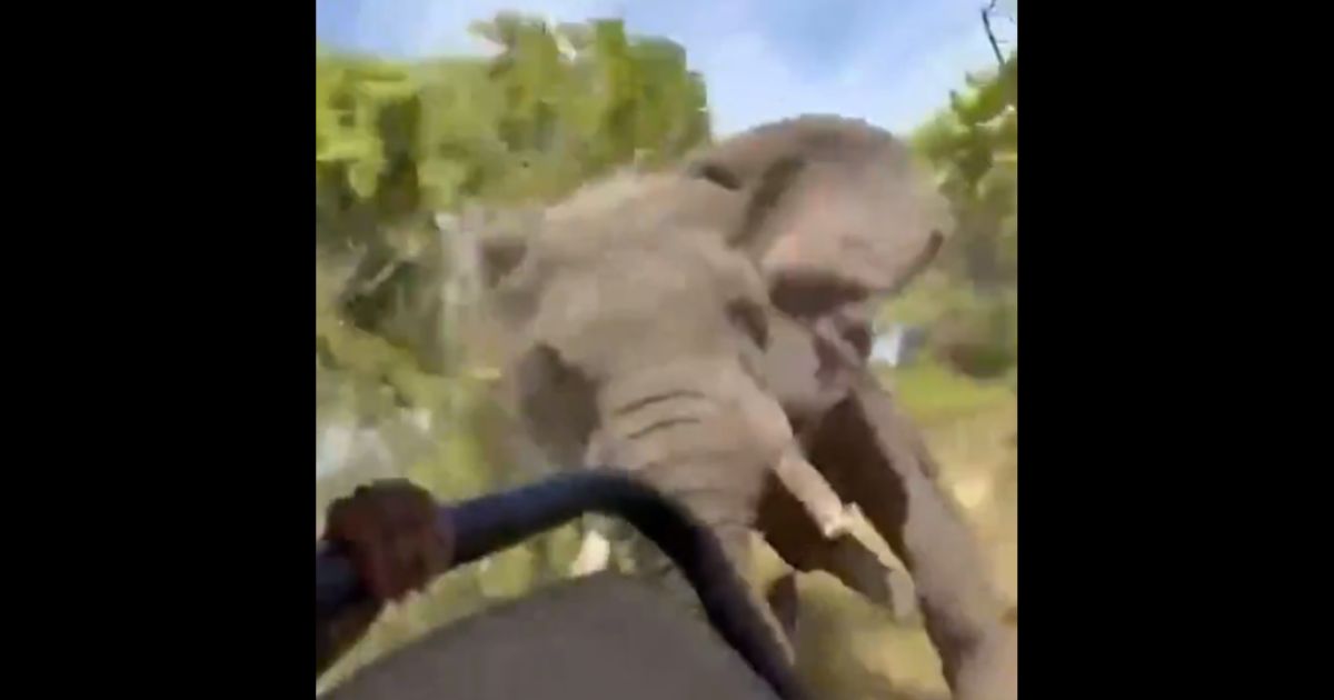 A bull elephant attacks a safari.