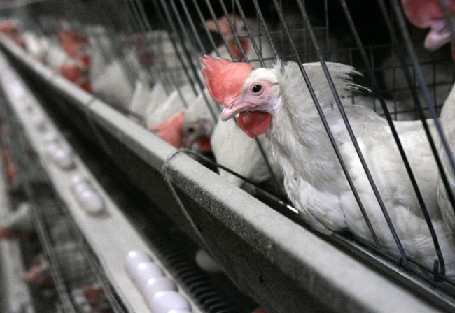 Here is What You Should Avoid Eating during the Bird Flu Outbreak – HotAir