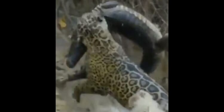 In a video shared on the social media platform X, a jaguar wins a fierce battle with a large caiman, a relative of the crocodile.