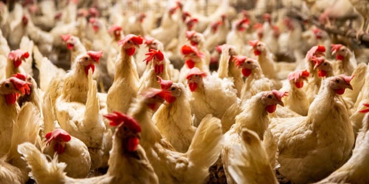 Chickens at a breeding farm are pictured in a stock photo.