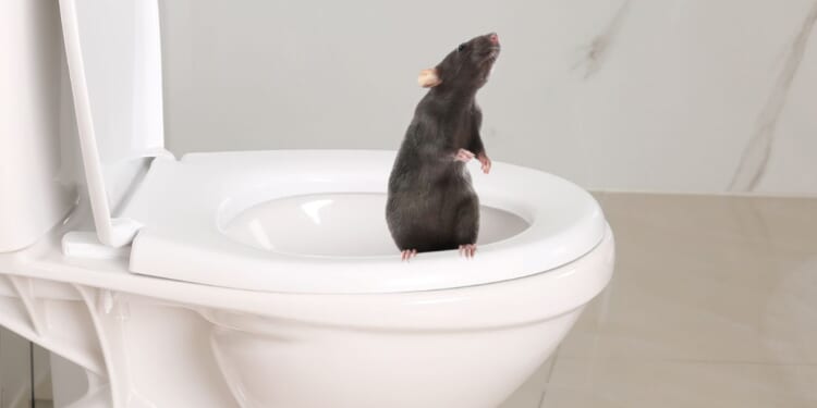 A stock photo depicts a rat in a toilet bowl, similar to the one described in medical literature that bit a man, causing serious health problems.