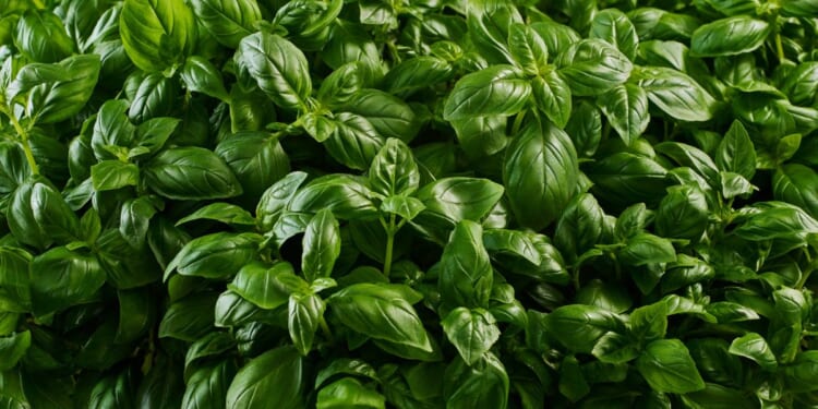 This stock image shows a large bunch of basil being grown. A recall has been issued for basil sold in several stores, particularly Trader Joe's, across 29 states and Washington, D.C.