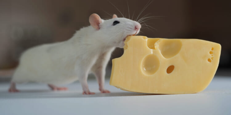 A rat is shown eating cheese.