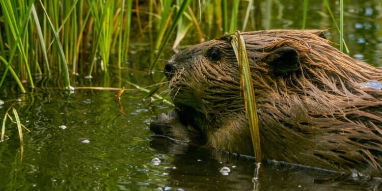 A wild beaver is pictured in the Wasatch Mountains near Salt Lake City, Utah