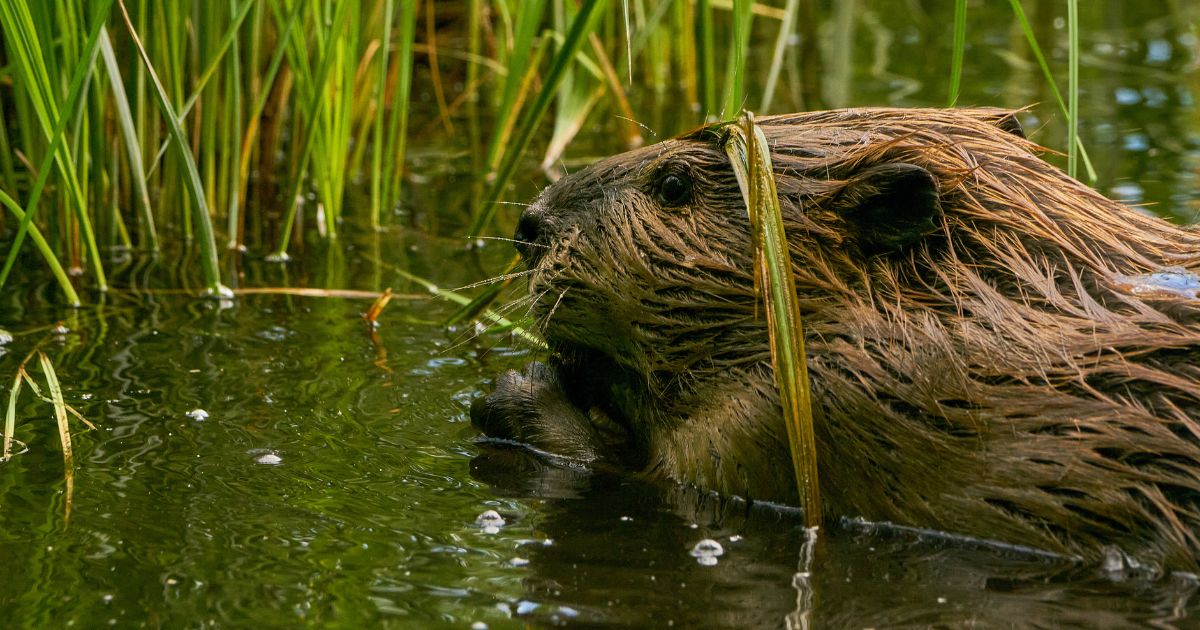 A wild beaver is pictured in the Wasatch Mountains near Salt Lake City, Utah