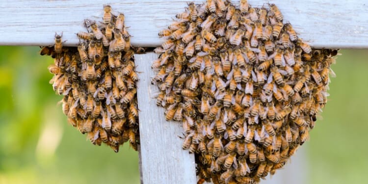 Honey bees swarm on a piece of wood in a garden.