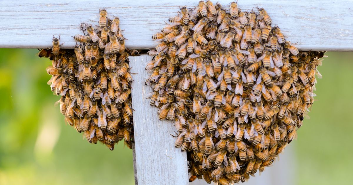 Honey bees swarm on a piece of wood in a garden.