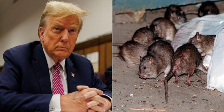 At left, former President Donald Trump sits at the defendant's table at his criminal trial as jury selection continues at Manhattan Criminal Court in New York City on Friday. At right, rats swarm around a bag of garbage near a dumpster in New York on July 7, 2000.