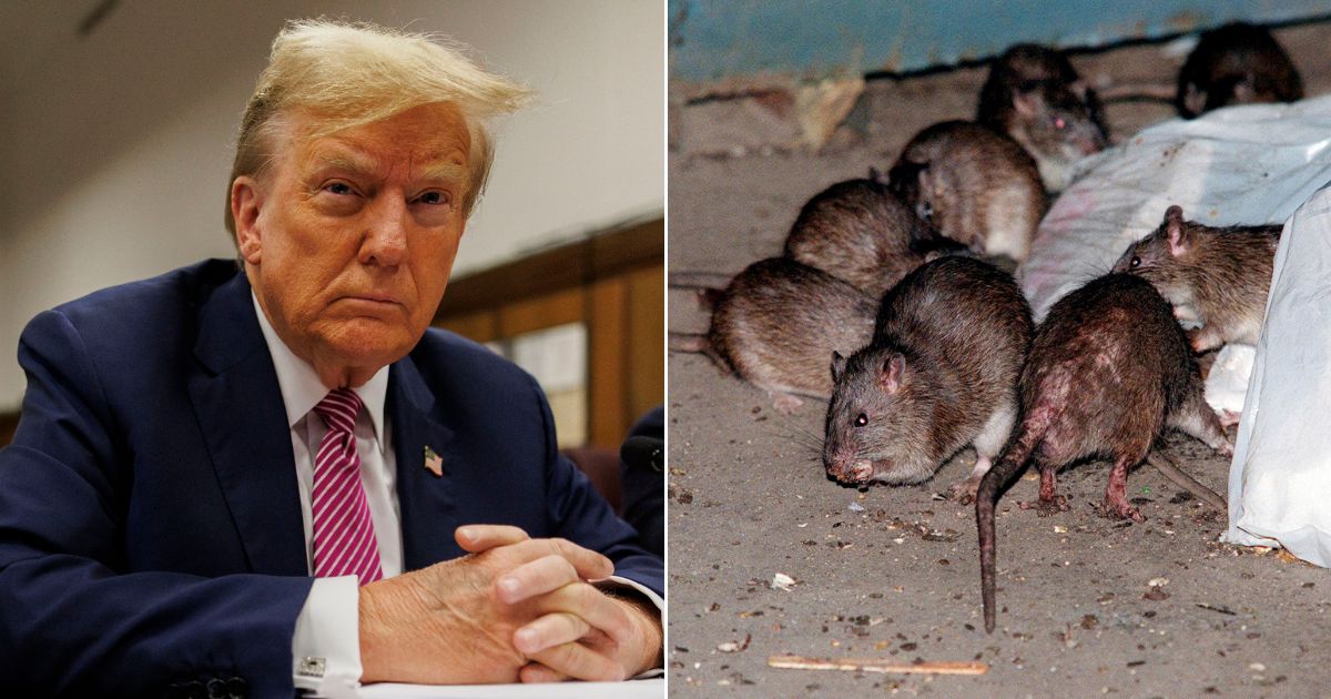 At left, former President Donald Trump sits at the defendant's table at his criminal trial as jury selection continues at Manhattan Criminal Court in New York City on Friday. At right, rats swarm around a bag of garbage near a dumpster in New York on July 7, 2000.