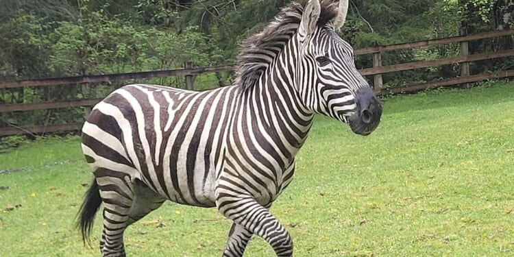 One zebra still missing after quartet escaped trailer in Washington state