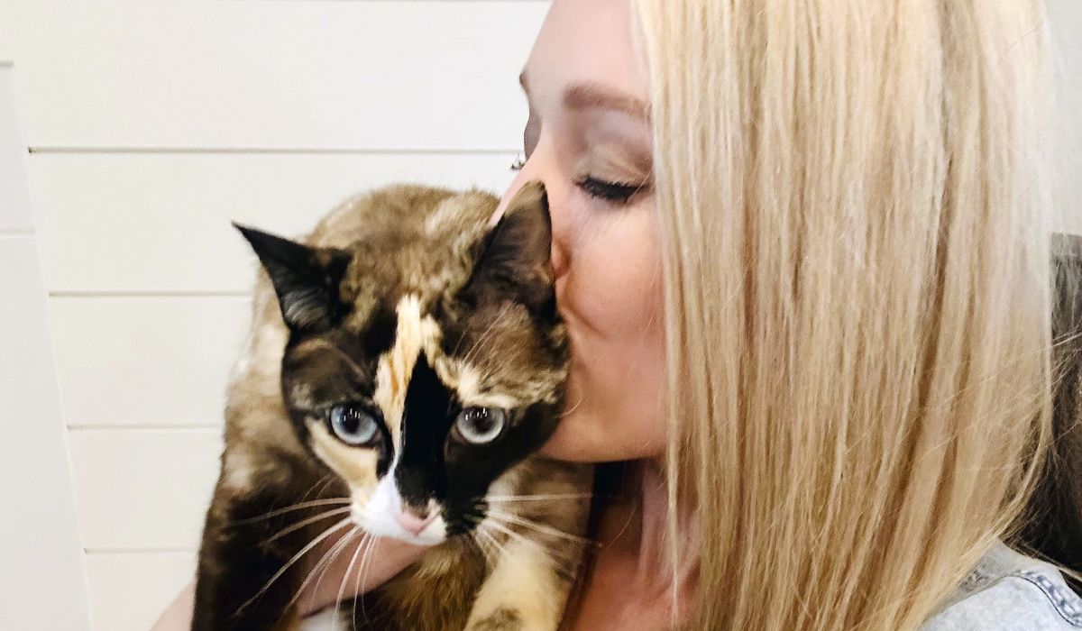 Utah cat Galena takes surprise trip to California in Amazon box