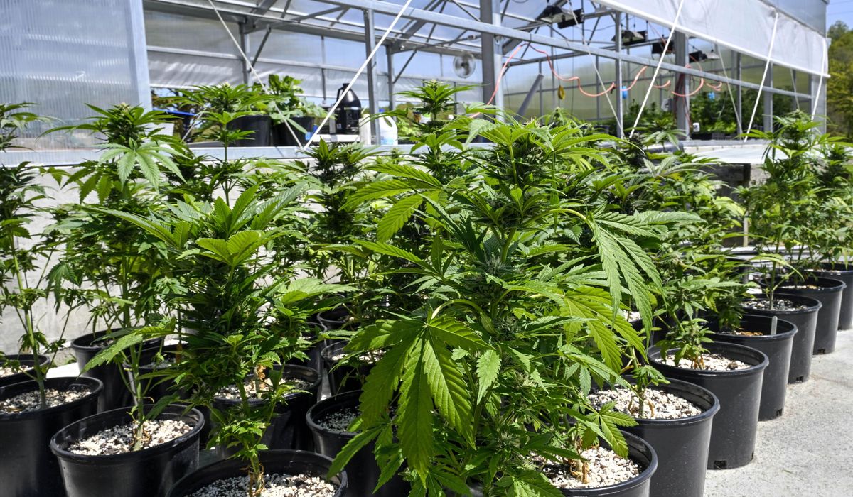 What DEA's marijuana reclassification means for the United States