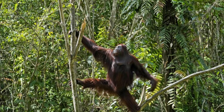 In a first, orangutan seen using herbs to treat wound