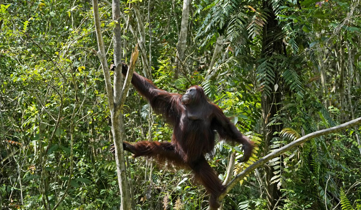 In a first, orangutan seen using herbs to treat wound