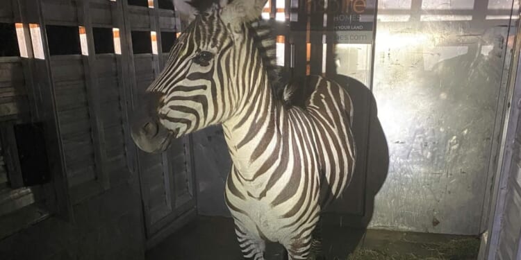 Escaped zebra captured after gallivanting around Cascade mountain foothills