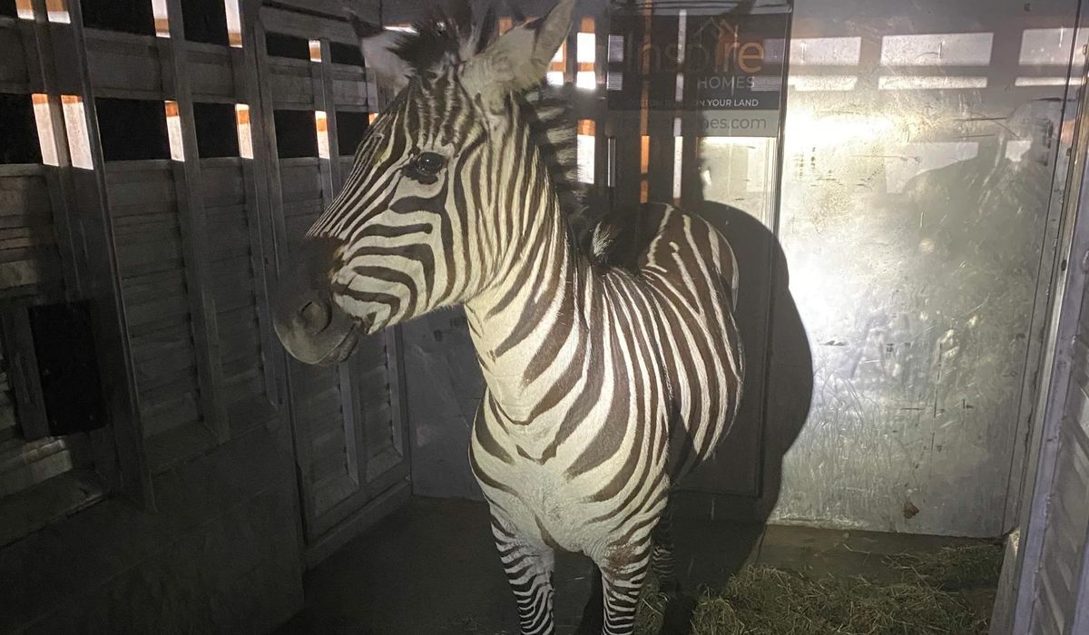 Escaped zebra captured after gallivanting around Cascade mountain foothills