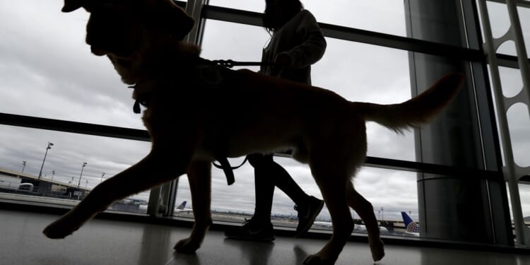 Dogs entering U.S. must be six months old, microchipped to prevent spread of rabies, new rules say