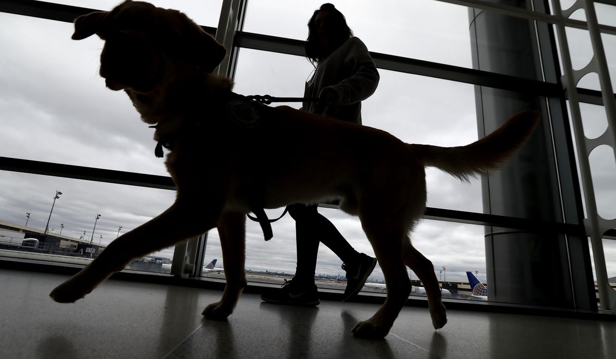 Dogs entering U.S. must be six months old, microchipped to prevent spread of rabies, new rules say