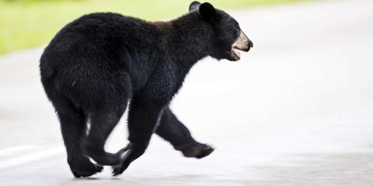 Black bear cub spotted in Washington D.C. Brookland neighborhood