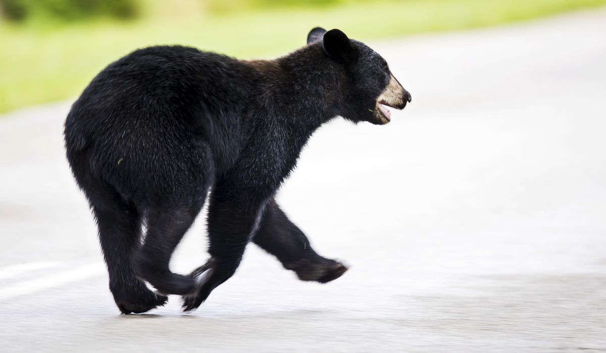 Black bear cub spotted in Washington D.C. Brookland neighborhood