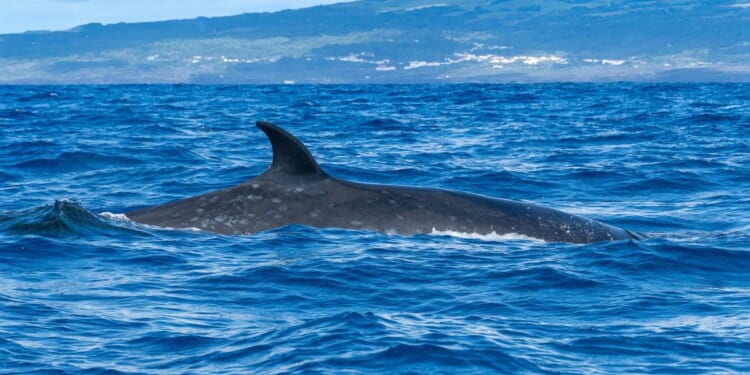 Swiss-Italian cruise ship sails into Brooklyn with a 44-foot dead whale across its bow