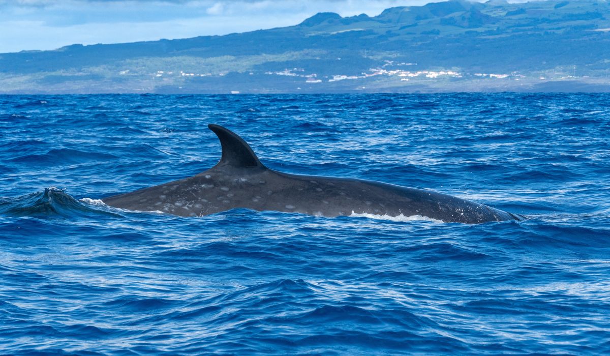 Swiss-Italian cruise ship sails into Brooklyn with a 44-foot dead whale across its bow