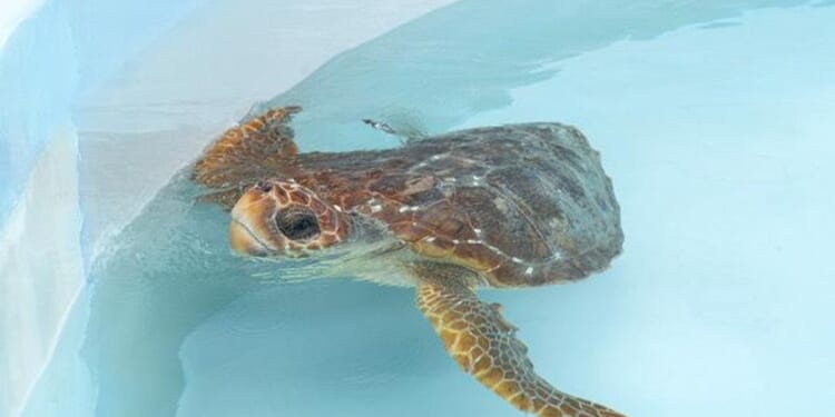 Two injured loggerhead turtles triumphantly crawl into the Atlantic after rehabbing in Florida