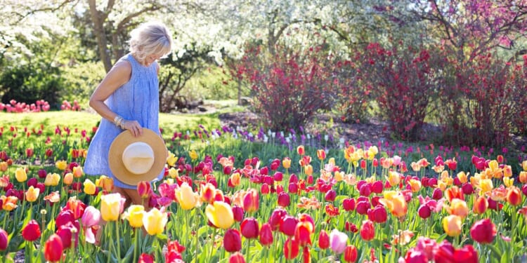 In this photo, a woman is walking through a field of tulip flowers while holding her hat in her hand.