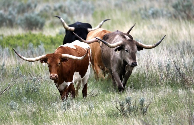 A Little Hot Weather Burp Had Some Knees Knockin' About the Texas Electrical Grid – HotAir