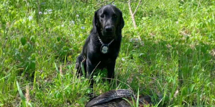 On April 20, K-9 officer Indy helped Kansas game wardens bust turkey poachers, discovering one poacher after officials thought they had caught everyone.