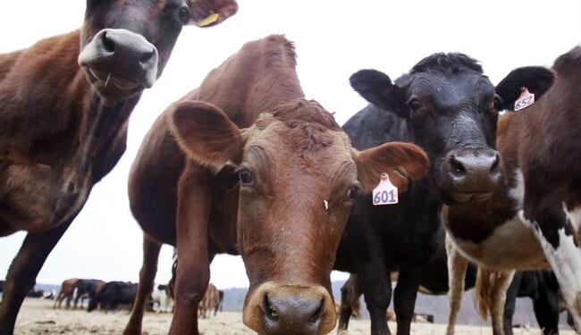 Boston Startup to Create a Vaccine to Reduce Cow Emissions – PJ Media