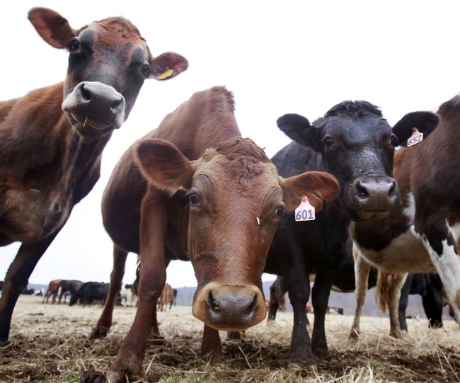 Boston Startup to Create a Vaccine to Reduce Cow Emissions – PJ Media