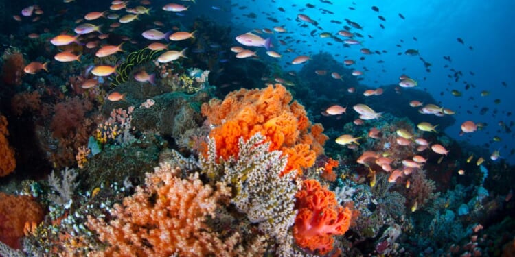 fish swimming over a coral reef off North Sulawesi, Indonesia