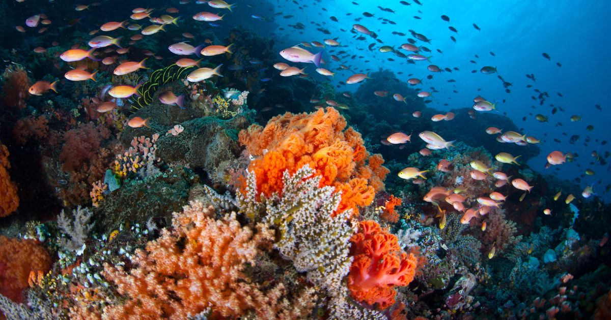 fish swimming over a coral reef off North Sulawesi, Indonesia