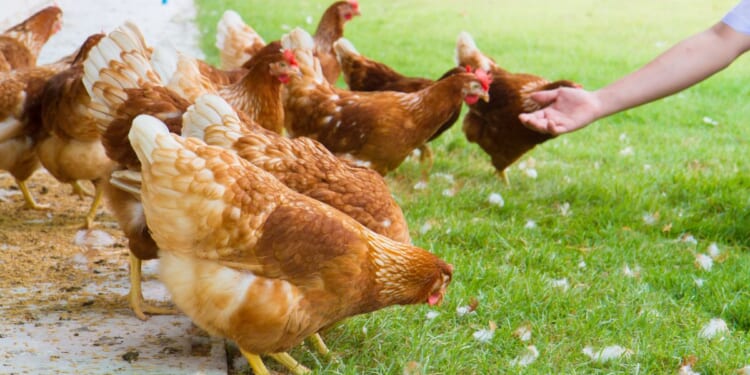 An undated stock photo shows a person reaching out to chickens in a yard.