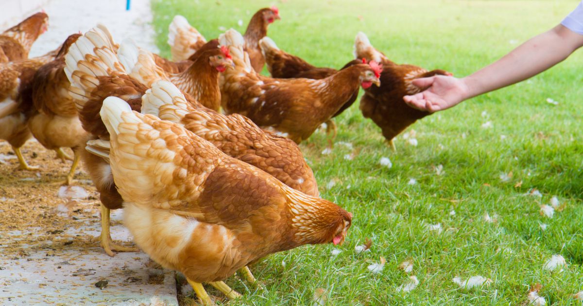 An undated stock photo shows a person reaching out to chickens in a yard.