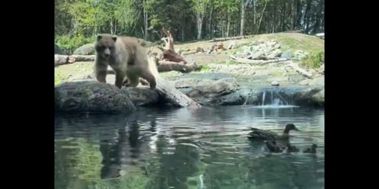 A bear at a zoo in Seattle eyes some ducks that entered its enclosure.