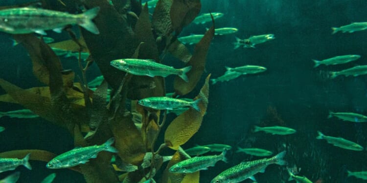 A stock photo shows immature Chinook salmon.