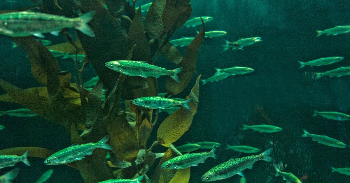 A stock photo shows immature Chinook salmon.