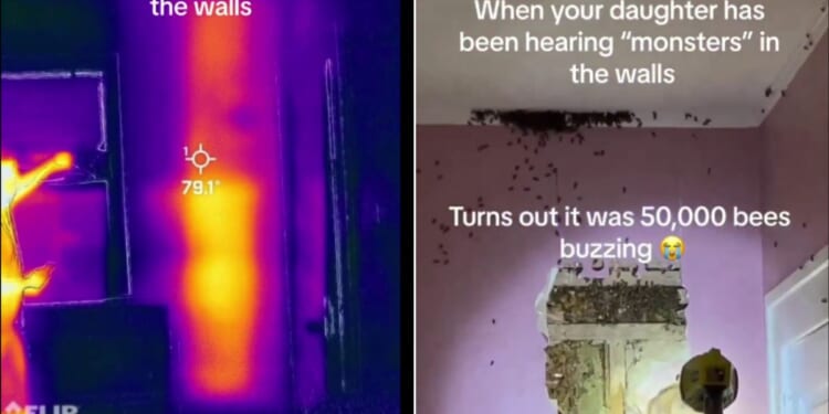 After their toddler daughter kept insisting there were monsters in her walls, a North Carolina couple hired an expert, who used thermal imaging, left, to find a huge colony of bees in the wall.