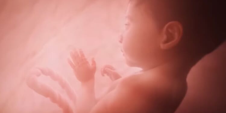 This is a monotone conceptual image of a baby inside the womb at 27 weeks created by the pro-life organization Live Action.