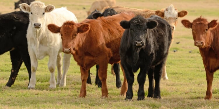 Texas cattle on a ranch are pictured in a stock photo.