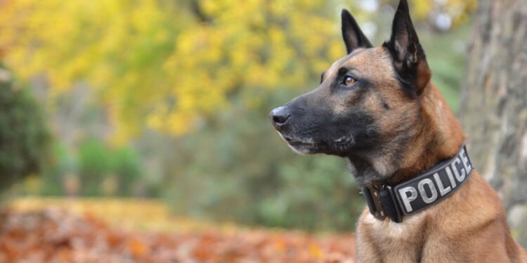 A police dog is seen in a stock image dated Dec. 15, 2015.