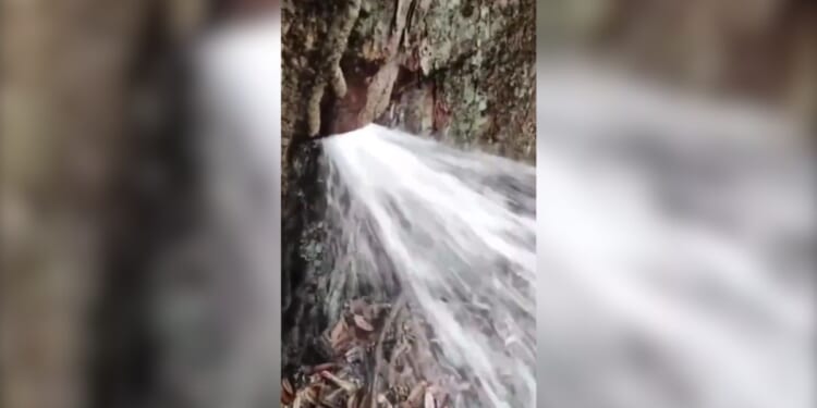 a tree in the forest apparently gushing water