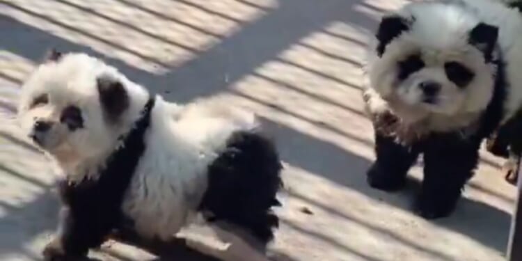 The Taizhou Zoo in China opened a "panda" exhibit that used Chow Chow dogs dyed white and black.