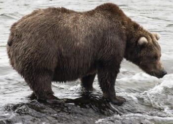 Voting begins for Fat Bear Week in Alaska