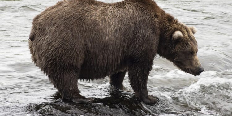 Voting begins for Fat Bear Week in Alaska